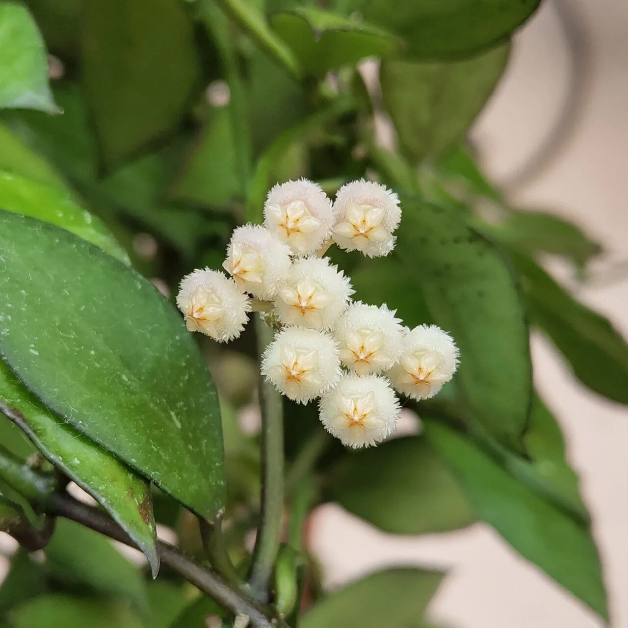 Лакуноза эскимо. Хойя лакуноза. Хойя лакуноза эскимо. Hoya lacunosa Langkawi. Хойя лакуноза мини.