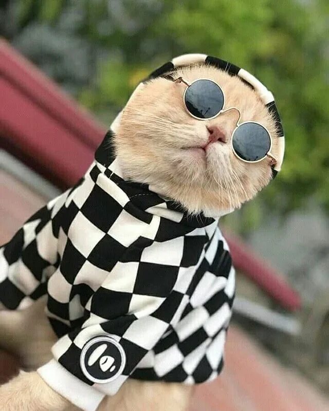 Котик мод. Крутой кот. модные котики. стильный кот. кот в очках.