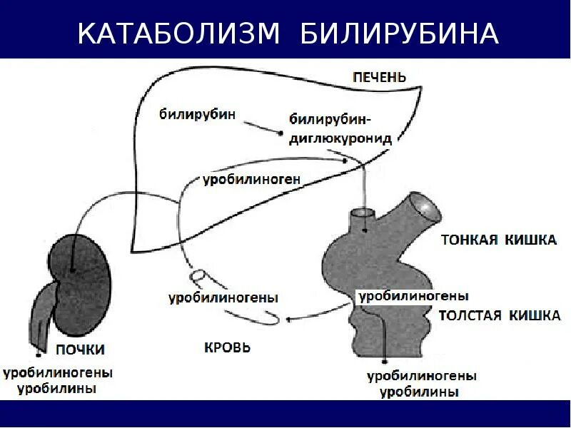 Обмен белка в печени. Катаболизм билирубина. Обмен билирубина биохимия. Схема образования билирубина. Метаболизм билирубина схема.