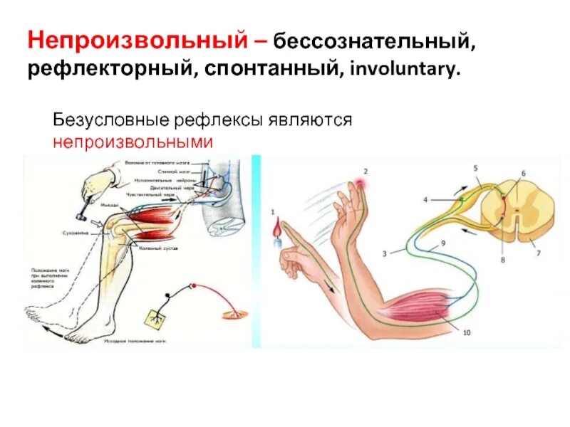 Где находится рефлекс. Рефлекторная дуга условного и безусловного рефлекса. Рефлекторная дуга условного рефлекса. Рефлекторная дуга условного рефлекса и безусловного рефлекса. Безусловные рефлексы биология 8 класс.