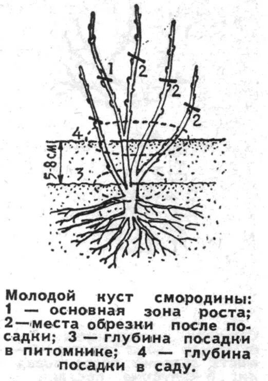 Расстояние между кустами смородины при посадке. Посадка кустов смородины весной. Посадка саженцев смородины весной. Схема посадки смородины и крыжовника. Схема посадки черной смородины осенью.