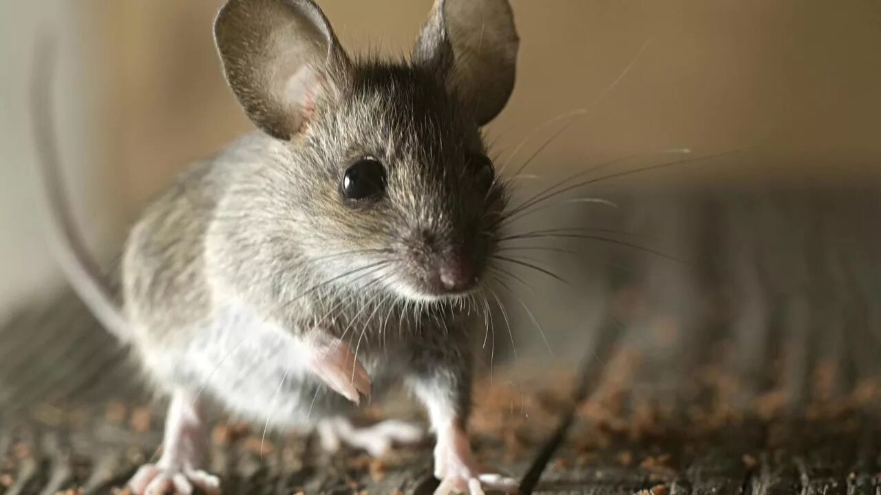Полевой мышь бесхвостая. Серая мышь. Домовая мышь mus musculus linnaeus. Мышь домовая серая. Мышка серая.