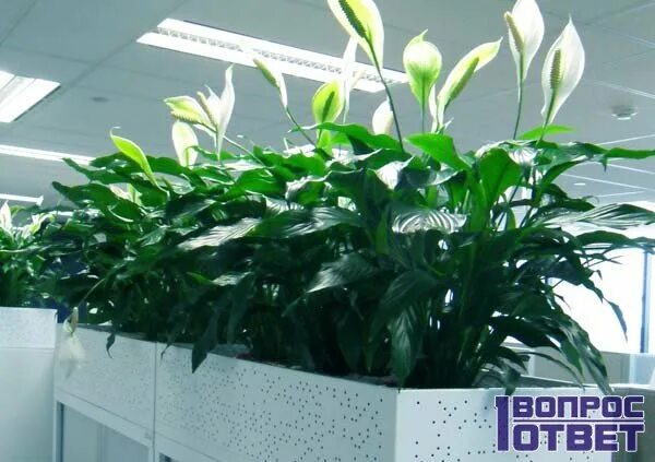 Фитостенка женское счастье. Спатифиллум бинго купидо. Спатифиллум женская радость. Спатифиллум альба. Женское счастье москва.