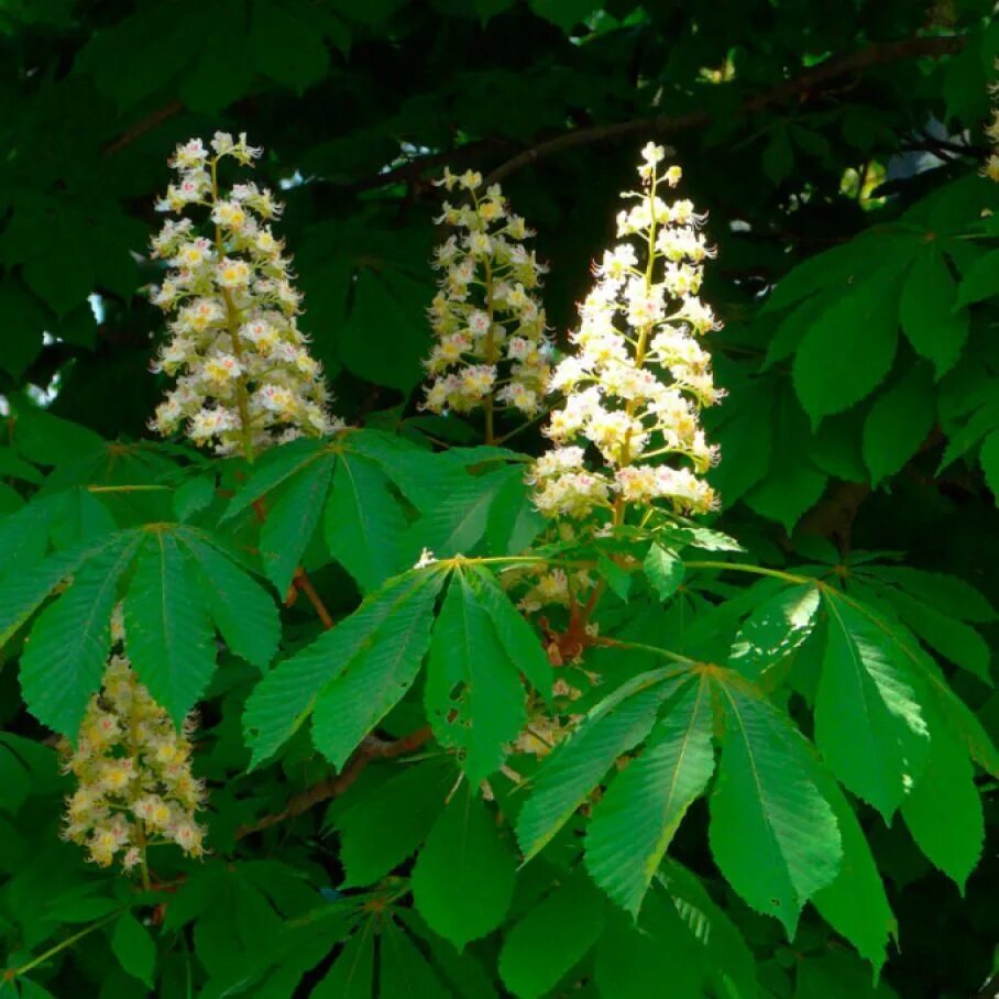 Конский каштан обыкновенный. Каштан конский (Aesculus). Конский каштан обыкновенный Aesculus hippocastanum. 5. Aesculus hippocastanum (каштан конский). Виды каштановых