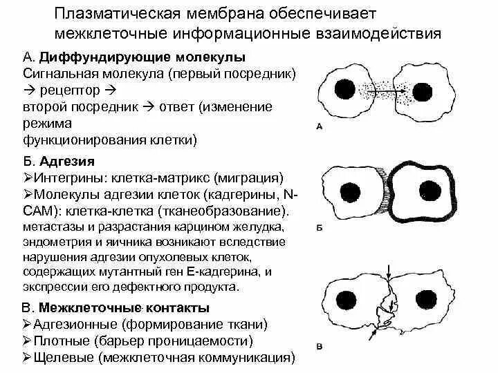 Обеспечивает межклеточные взаимодействия мембрана. Структура плазматической мембраны. Строение клеточной мембраны. Строение наружной плазматической мембраны. Клеточная мембрана структура строение и функции.
