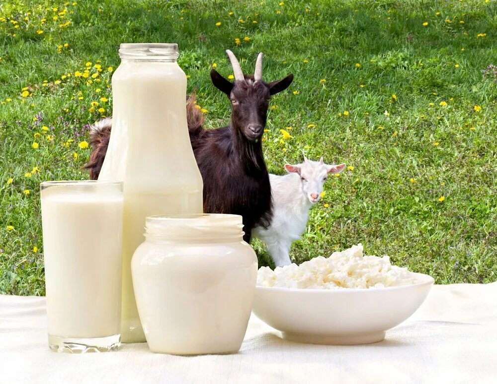 Дают ли молоко козлята. Козье молоко. Коза молоко. Молочная продукция из козьего молока. Сыр козий и коза.