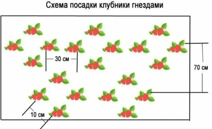 Схема посадки земляники в открытом грунте. Клубника схема посадки в открытый грунт. Схема посадки клубники весной в открытый грунт. Клубника схема посадки двухстрочная.