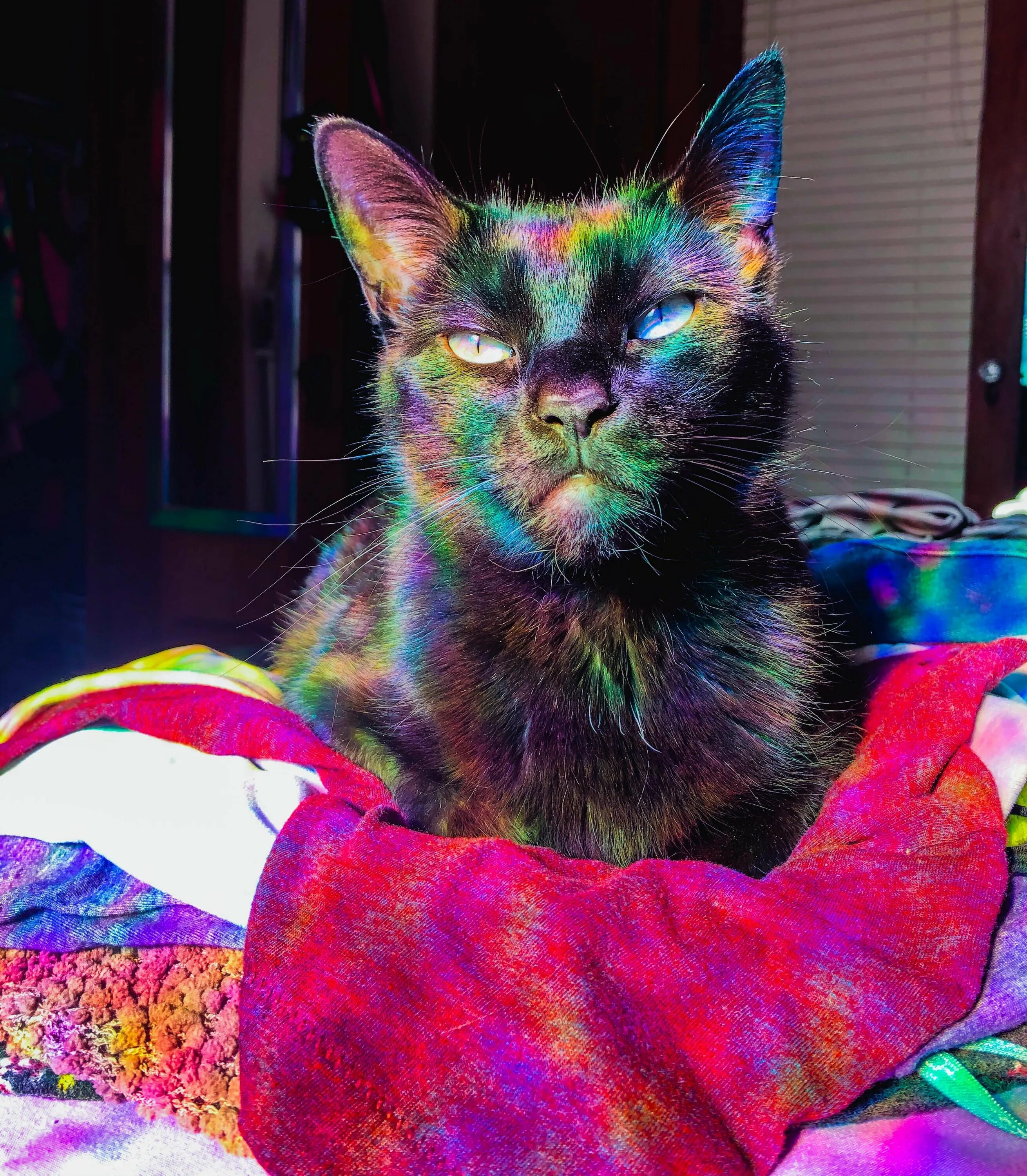 Кот хамелеон. Коты и хамелеоны. кот + хамелеон = котмелеон. rainbow cat.