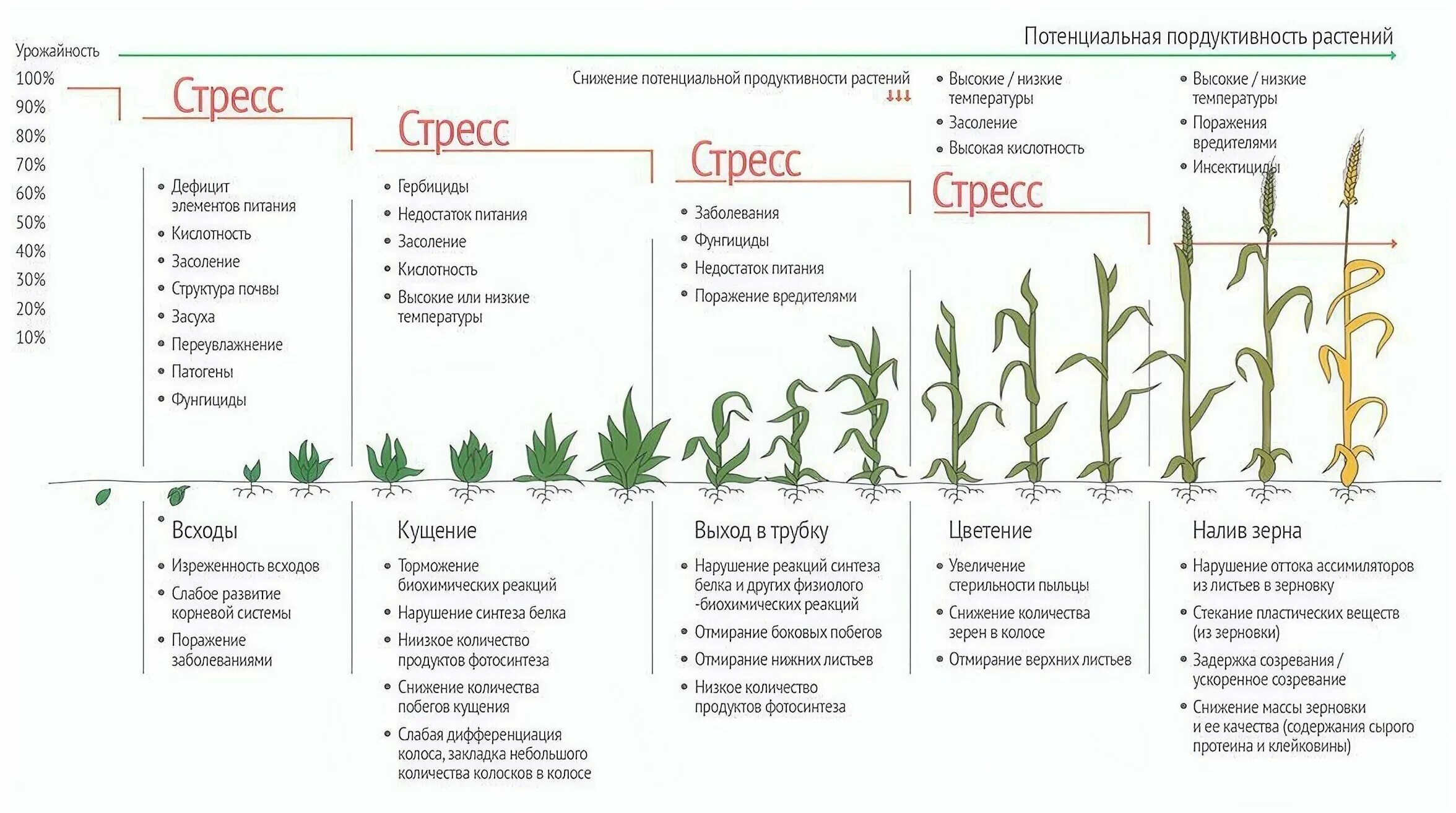 Значение процесса цветения в жизни растения. Фазы стресса у растений. Стресс факторы растений. Фазы развития пшеницы. Экологический стресс для растений.