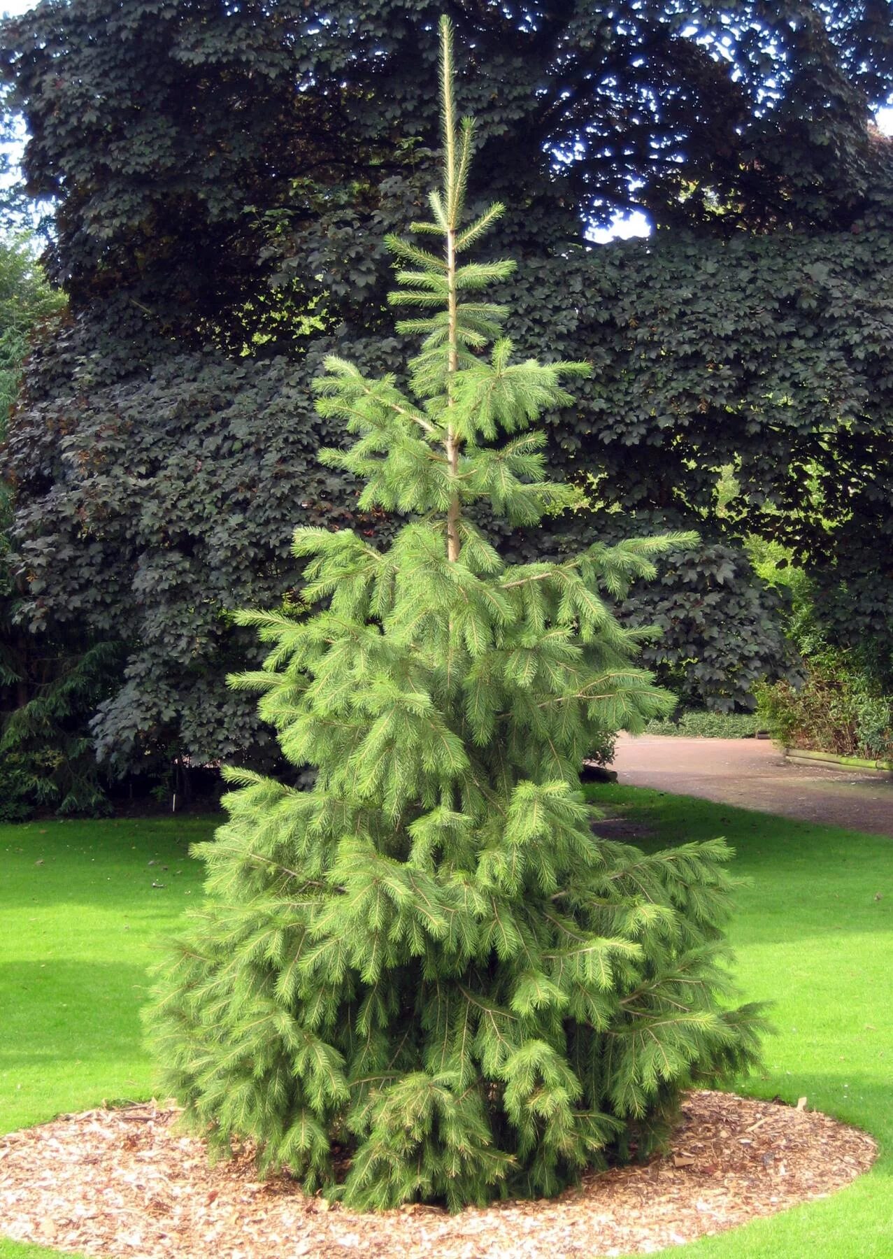 Ель гималайская, Смита. Picea smithiana. Picea. Picea Himalaya.
