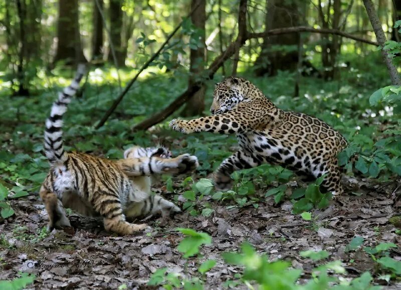 Подмосковный сафари парк. Сафари парк минское шоссе 128. Подмосковный сафари парк. Сафари парк можайский район. Подмосковный сафари-парк деревня клемятино.
