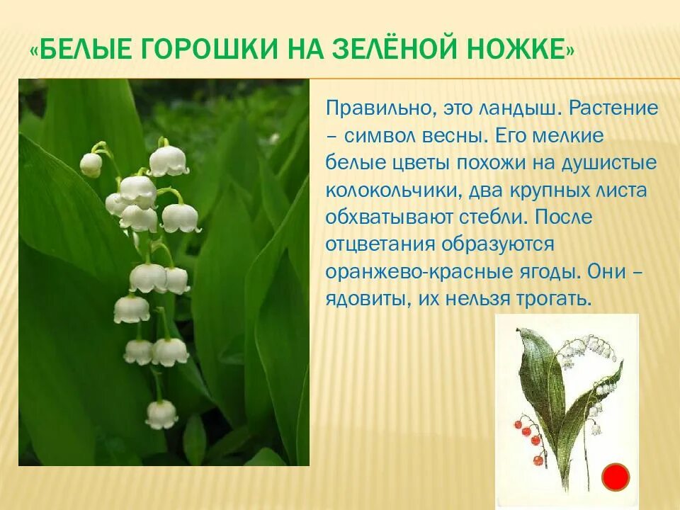 Солнце теплое душистого ландыша. Белые горошки на зеленой ножке. Первоцвет Ландыш для детей. Беленькие горошки на зеленой ножке ответ. Беленькие горошки на зеленой ножке загадка.