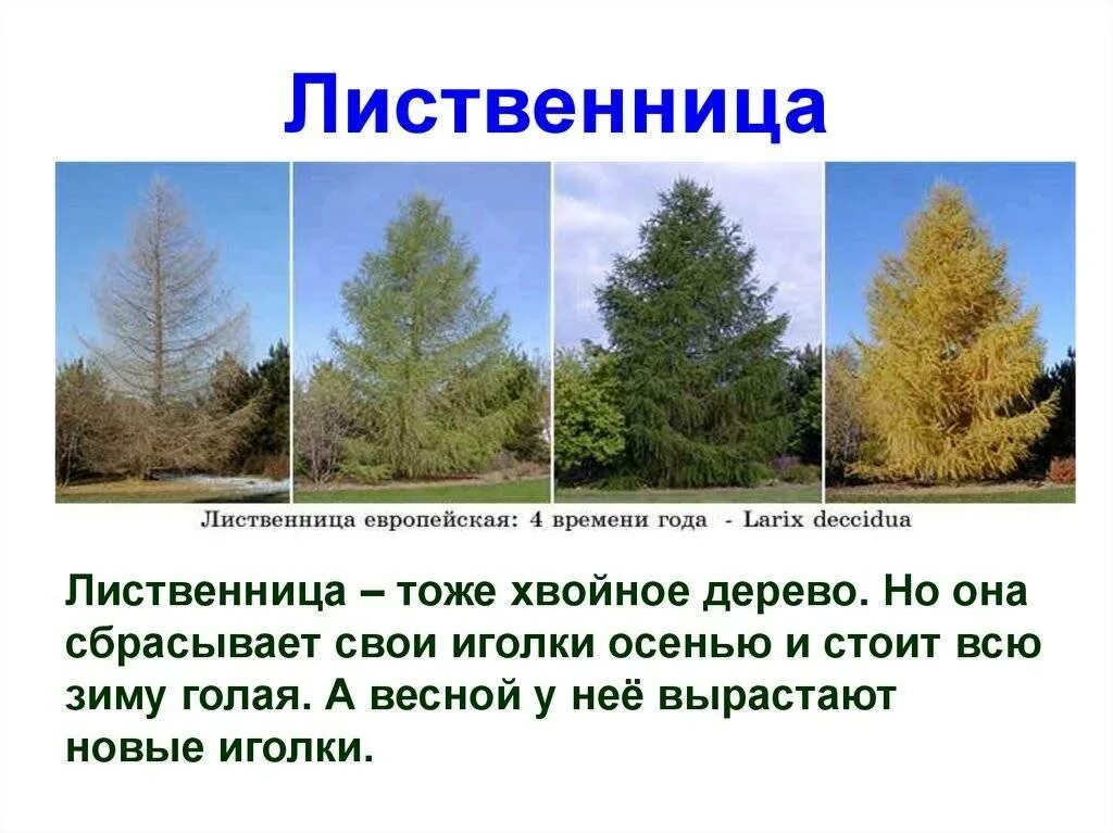 Длина хвойных деревьев
