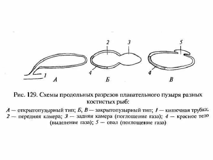 Функции плавательного пузыря. Функции плавательного пузыря