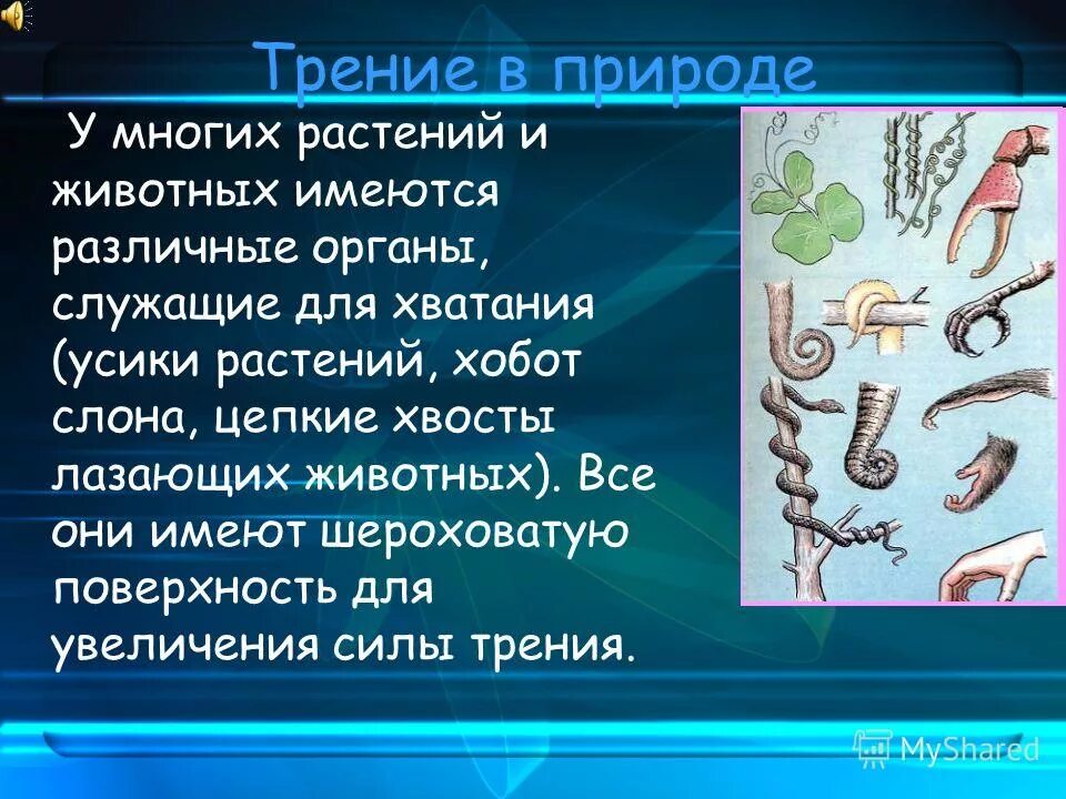Сообщение на тему трение в природе. Трение в природе. трение в природе и технике. презентация на тему трение в природе. трение в природе у животных.