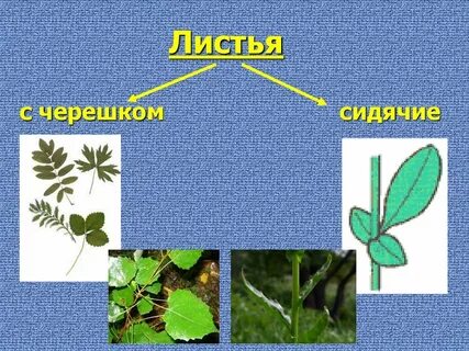 Тип листа 1 черешковый