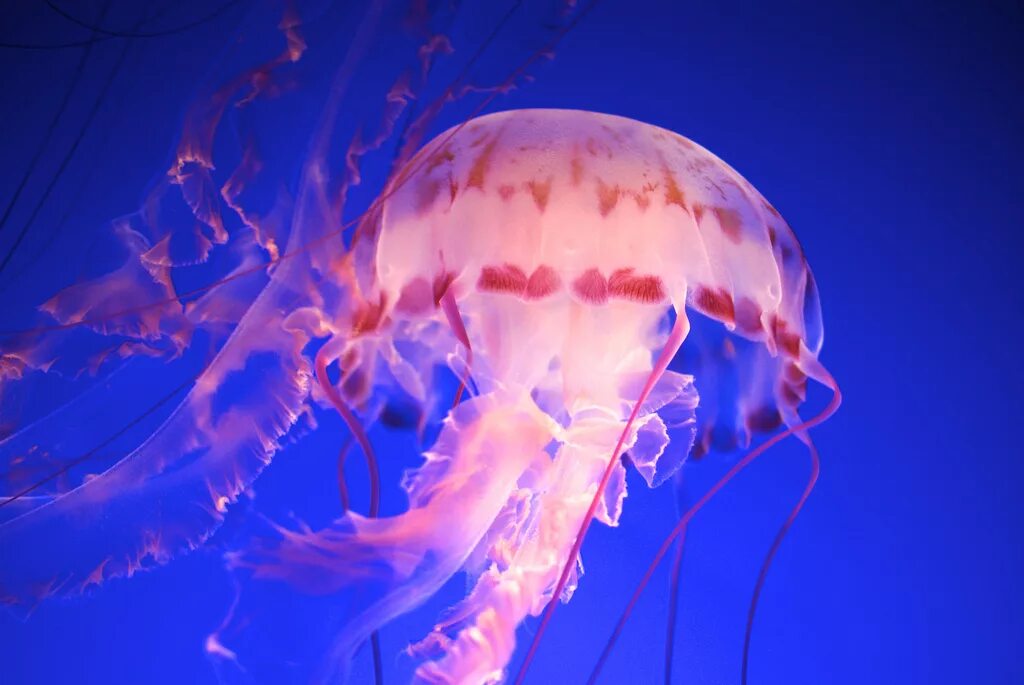 Медуза лайф новости. Сцифоидные медузы. Сцифоидные медузы розовые. Диплулмарис Антарктида медуза. Медуза лиловое жало.