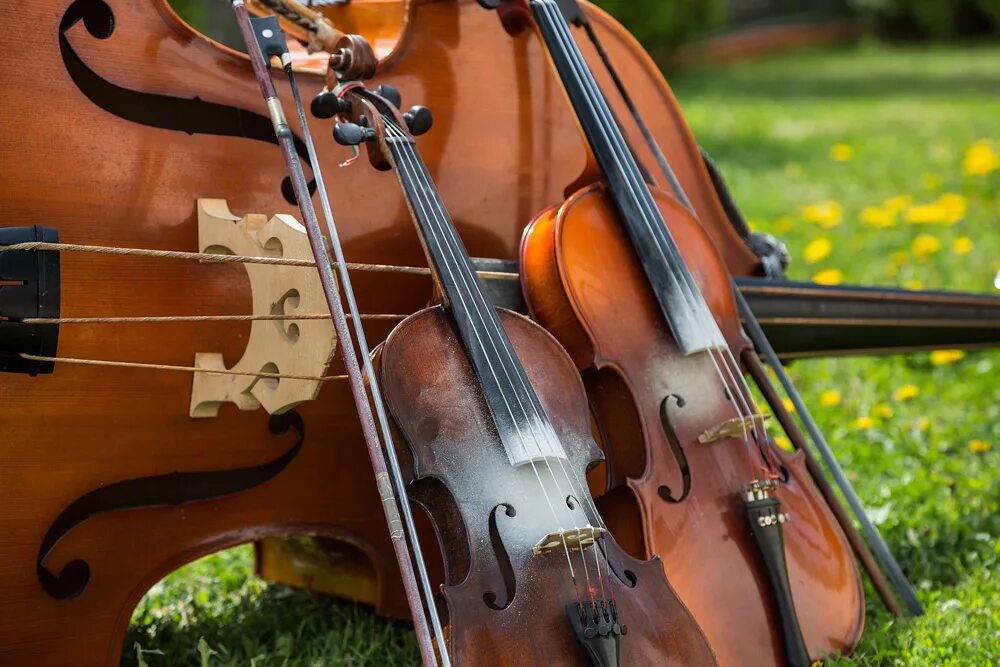 Violin cello. Виолончель 1/2. Скрипка. Скрипка музыкальный инструмент. Скрипка и виолончель.