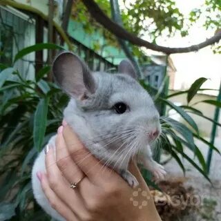Бенда шиншилла отзывы