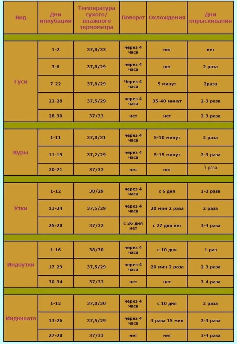 Сколько выводится яйцо в инкубаторе. Температурный режим в инкубаторе для куриных яиц таблица. Температурный режим в инкубаторе для куриных яиц. Таблица вывода куриных яиц в инкубаторе Несушка. Инкубация куриных яиц таблица температура.