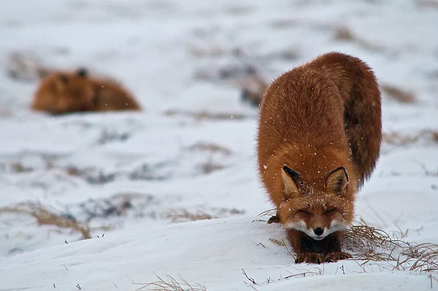 Тундровая лиса. Лисица обыкновенная уральская. Лиса. Лисы на севере. Лиса крымская степная.