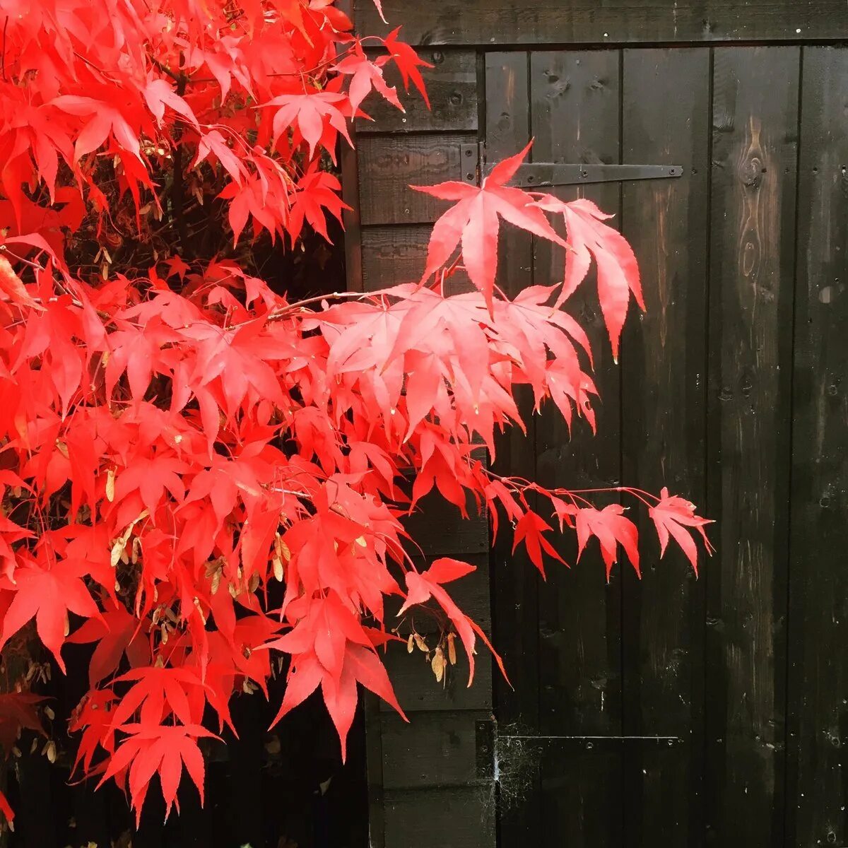 Клен Acer palmatum Atropurpureum. Acer palmatum 'Trompenburg'. Клен японский дланевидный красный. Клен дланевидный Гарнет. Клены звуко