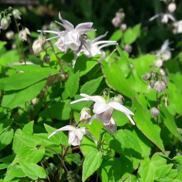 Горянка отзывы. Горянка colchicum. горянка нивеум. горянка пышная нивеум. горянка rose queen.