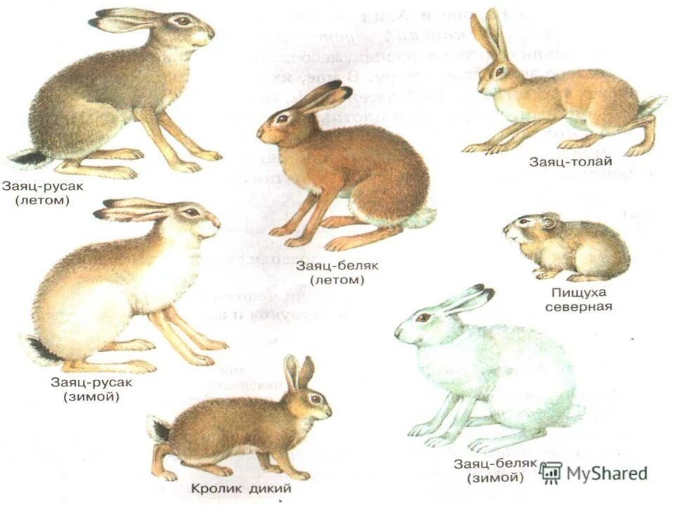 К какому отряду относится кролик. Отряды млекопитающих зайцеобразные. Отряд зайцеобразные. Отряд зайцеобразные представители. Заяц Беляк и Русак.