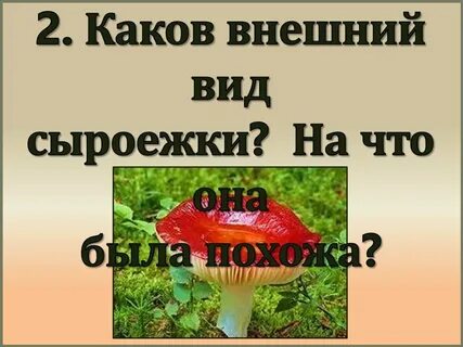 Пришвин гриб