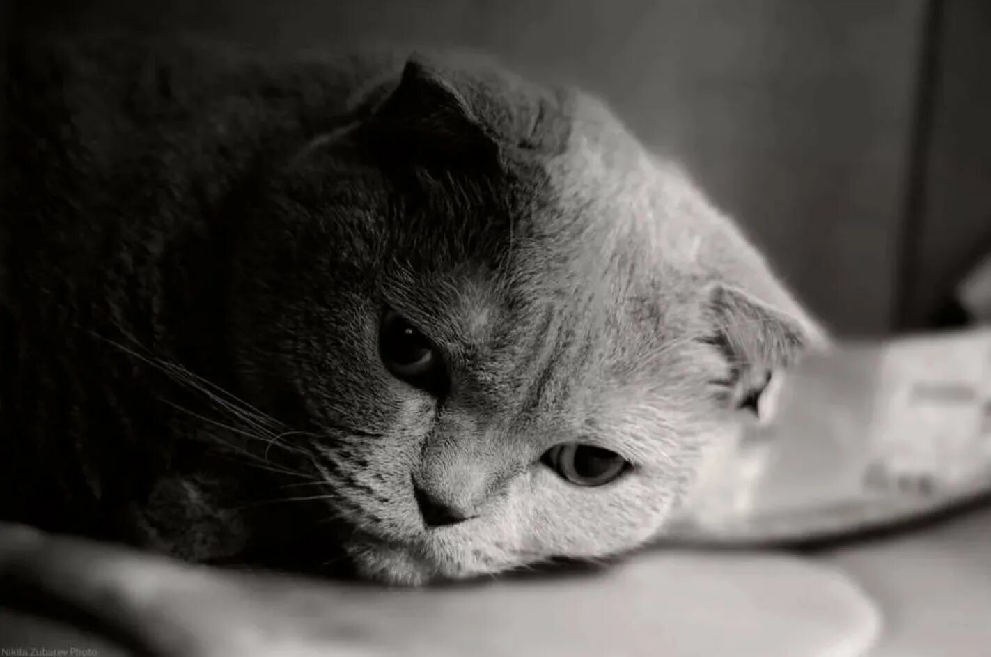 Котенок грустит. Грустная кошка. Печальный котенок. Очень грустный кот.