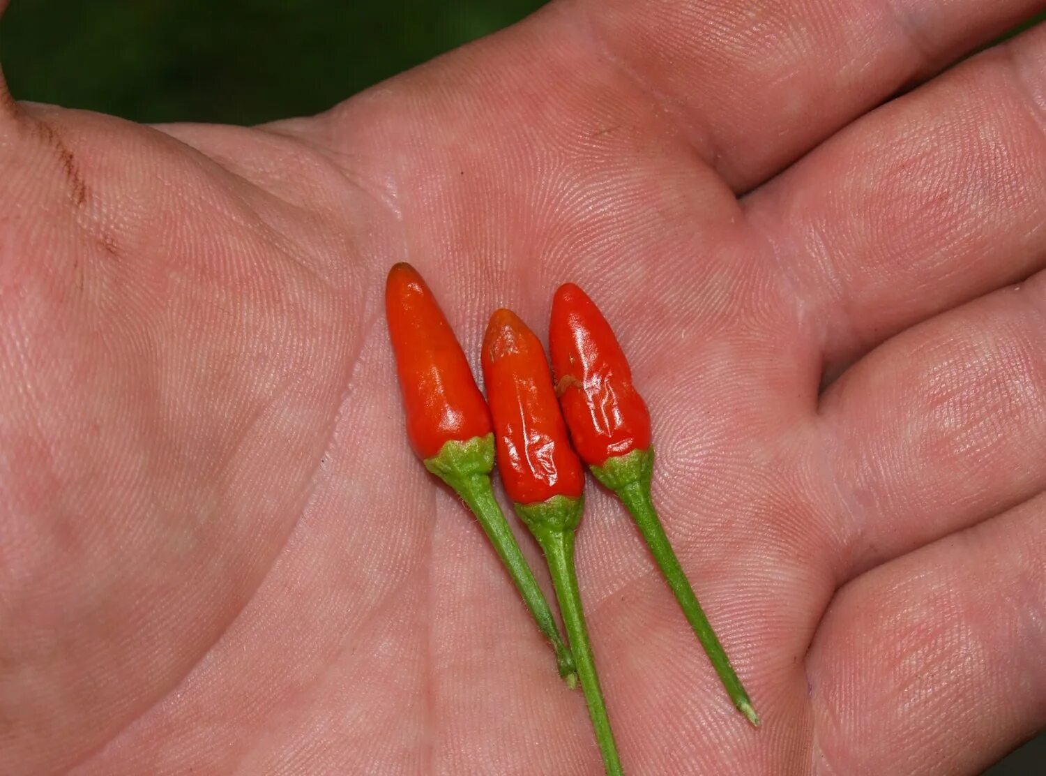 Семена перец острый Чили. Перец Горький Фуджи. Острый перец Pequin from Mexico. Перец Чили маленький. Название самого острого перца