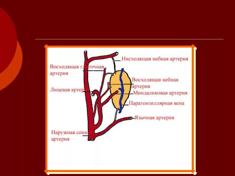 Нисходящий лев. Кровоснабжение миндалин. Кровоснабжение и иннервация небных миндалин. Кровоснабжение трубных миндалин. Кровоснабжение язычной миндалины.