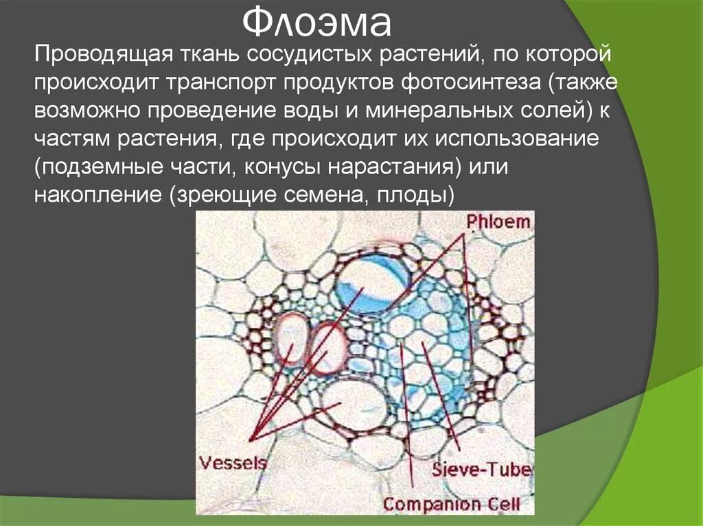 Ткань флоэма. Что проводит флоэма. Флоэма у растений. Проводящая ткань. Флоэма органические вещества