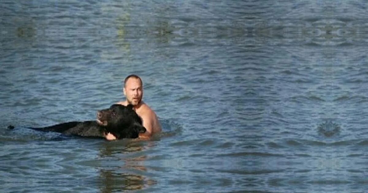 Мужчина спас тонущего медведя. Мужчина спас медвежонка. Мужчина спас медведицу. Мужчина спас тонущего медведя развязка ошеломила.