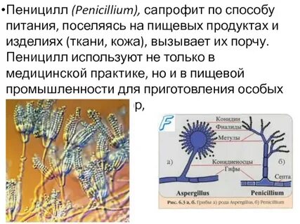Почему мицелий пеницилла поселяется на продуктах питания