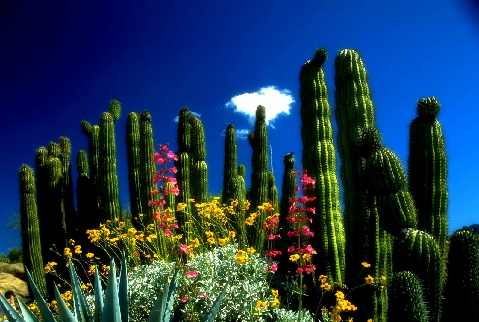 Сел растение. Кактус Сагуаро Северной Америки. Канделябровые кактусы в Северной Америке. Северная Америка кактусы Аризона.