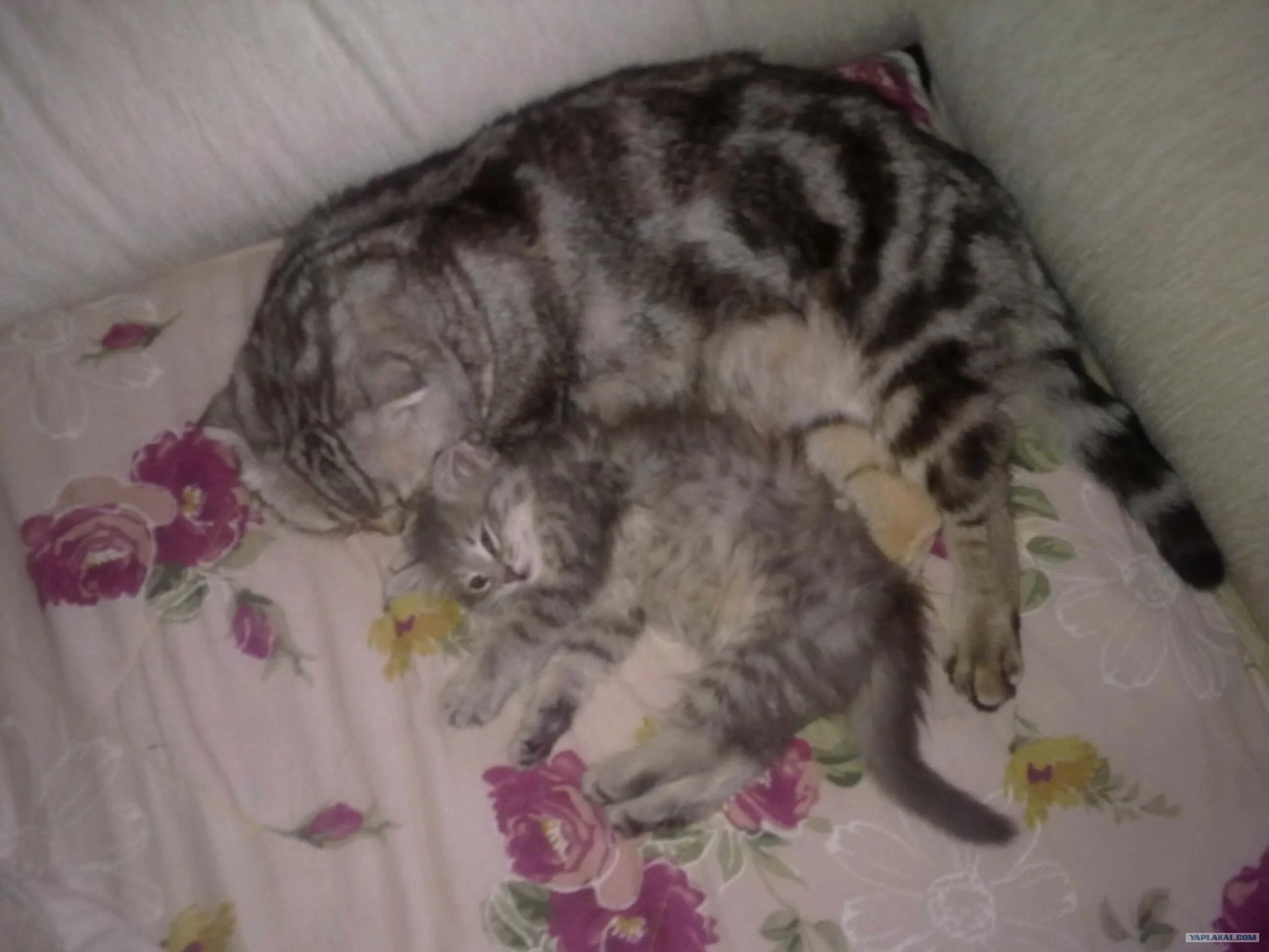 До какого размера вырастает кот. Кот манкуй. до какого возраста растут коты. до какого возраста растут коты обычные кастрированные. до скольки месяцев растут коты обычные.