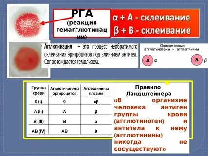Агглютиногены и агглютинины