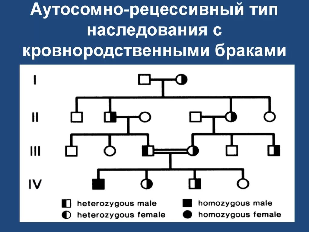 Аутосомно-рецессивный Тип родословная. Родословная генетика аутосомно рецессивный. Генеалогическое Древо аутосомно рецессивный Тип наследования. Родословная с аутосомно-рецессивным типом наследования.