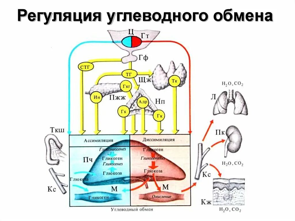 Какие гормоны регулируют обмен веществ. Схема регуляции углеводного обмена физиология. Нервная регуляция углеводного обмена схема. Схема гормональной регуляции обмена углеводов. Регуляция углеводного обмена гормонами схема.