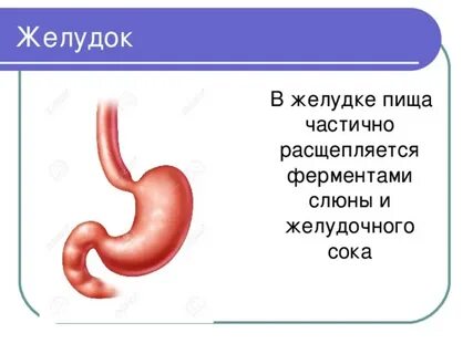 Желудок масса