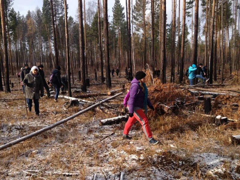 Шумский Нижнеудинский. Поселок Шумский Нижнеудинский район. Шумское МО Нижнеудинский район. Нижнеудинский район леса.