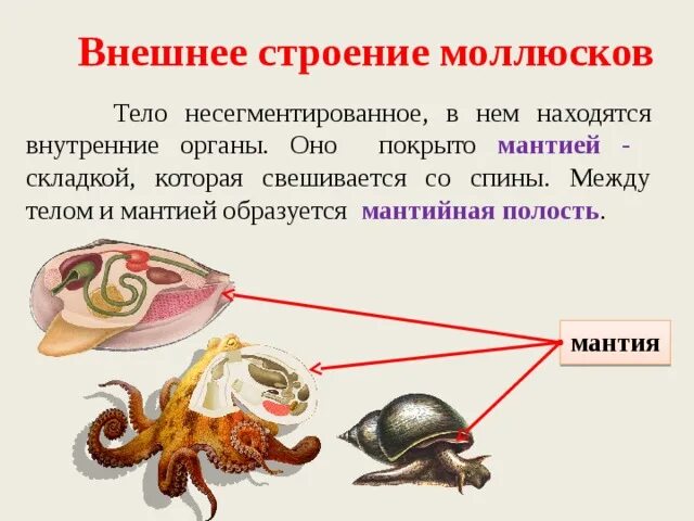 Мантийная полость у брюхоногих моллюсков. Строение мантийной полости моллюска. Внешнее строение моллюсков. Внешнее строение тела моллюсков.