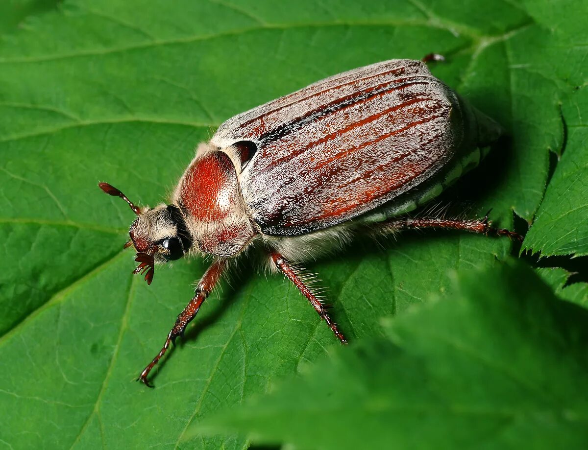 самец майского жука. хрущ жук самка. хрущ жук самка. самец майского жука. самец майского жука.