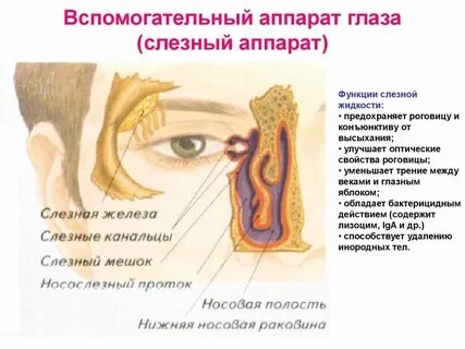 Функция слезной железы