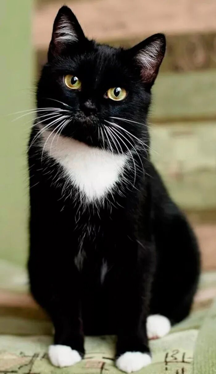 черная кошка с белой грудкой. черно белый кот. британская короткошёрстная кошка черно белая. черный кот с белой лапой. черный кот с белыми лапками.
