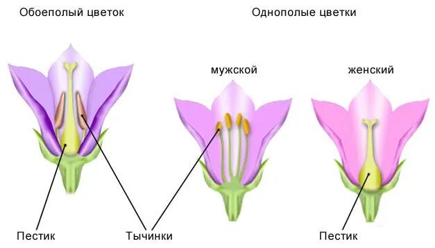 Однополые и обоеполые цветки. Цветки однополые и обоеполые двудомные. Обоеполые цветки и однополые цветки. Однодомным двудомным обоеполым однополым. Признаки обоеполых