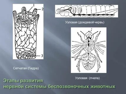 Сетчатая нервная система характерна для