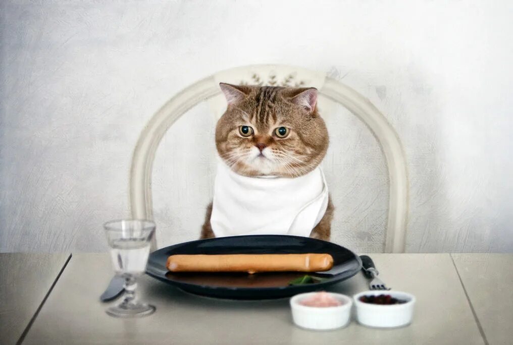 Приятного аппетита кот. Приятного аппетита кошечка. Кот и еда. Котик обедает.