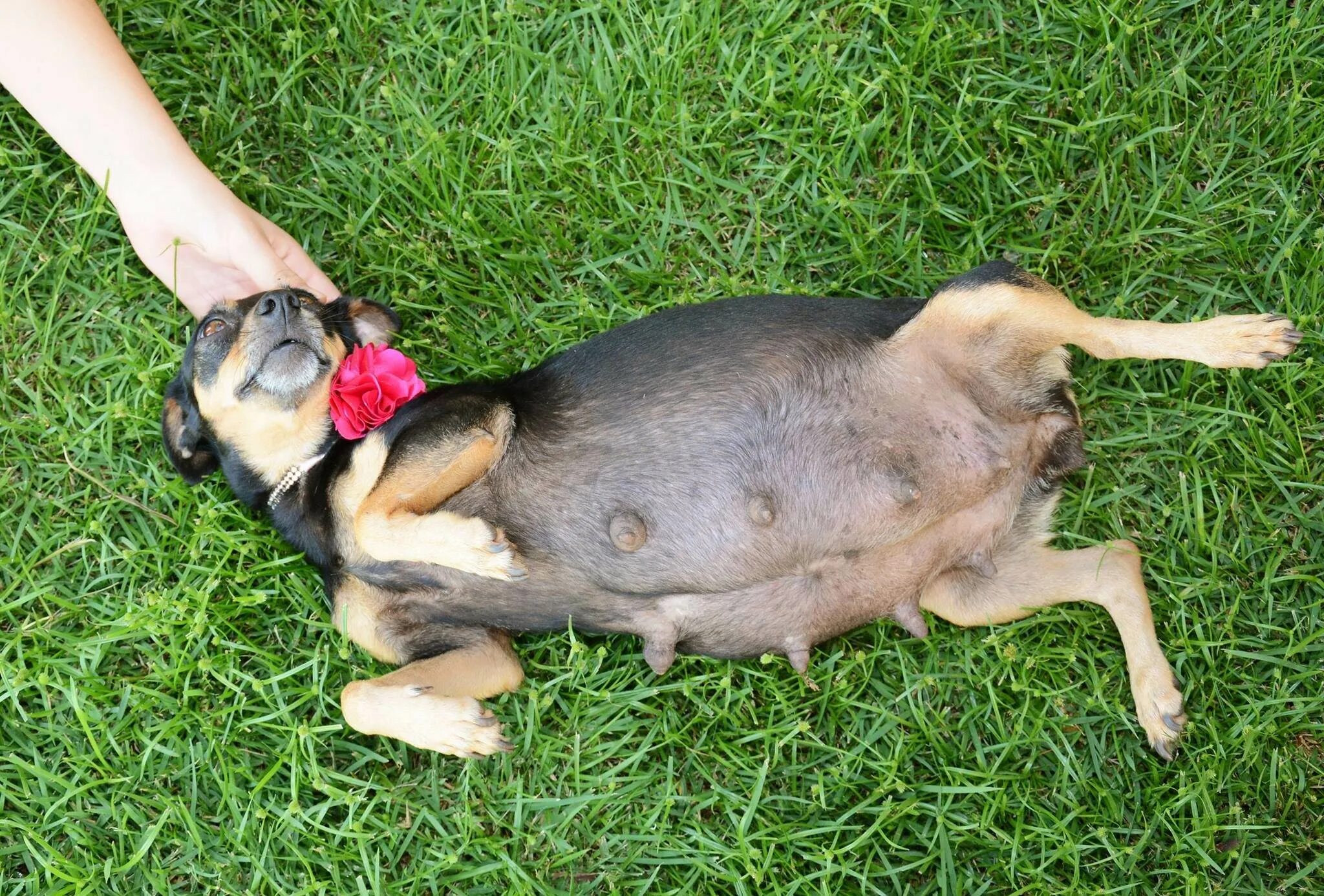 Беременность собаки значок. Как понять что собака скоро родит. Матка беременной собаки. Физиология родов собак. Как понять что собака скоро родит.